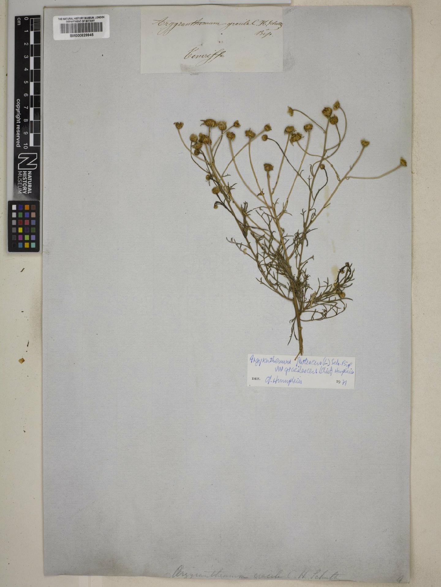 To NHMUK collection (Argyranthemum frutescens subsp. gracilescens (Christ) Humphries; NHMUK:ecatalogue:4601093)