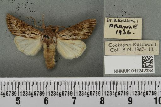 Aporophyla australis pascuea (Humphreys & Westwood, 1843) - NHMUK_011242334_643450