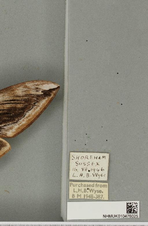 Sphinx ligustri Linnaeus, 1758 - NHMUK_010476025_label_527471