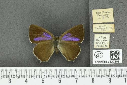 Neozephyrus quercus (Linnaeus, 1758) - BMNHE_1137299_94654