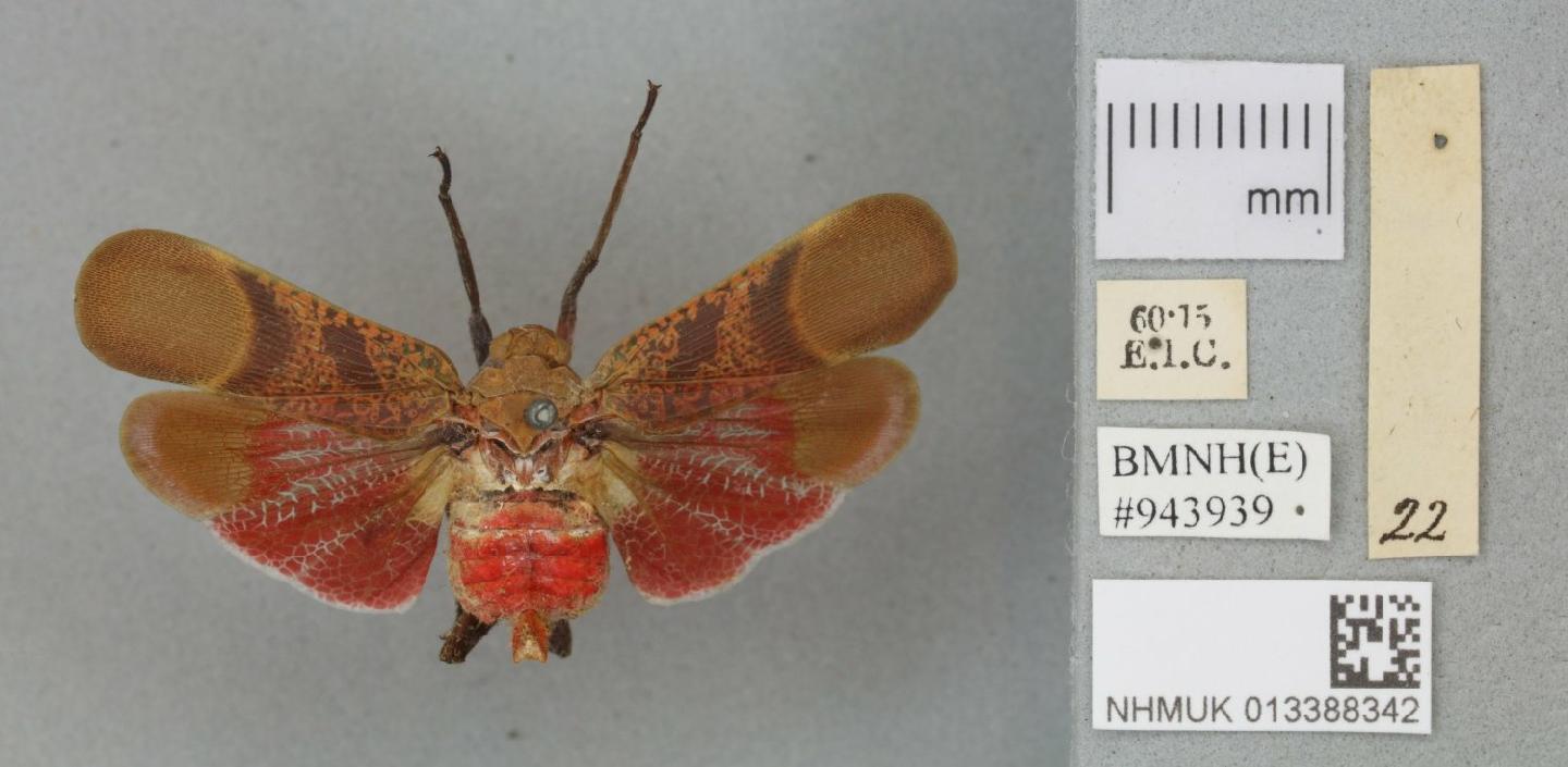 Scamandra rosea