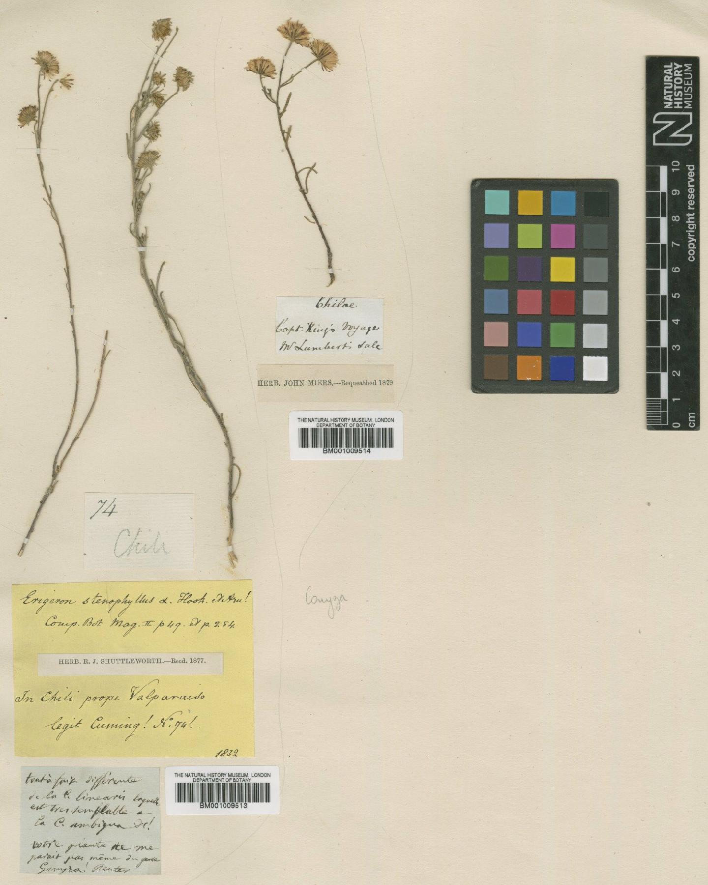 To NHMUK collection (Conyza stenophylla Philippi; TYPE; NHMUK:ecatalogue:612084)