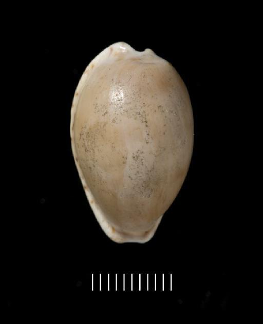 Cypraea comptonii Gray, 1847 - 1951.3.29.1b