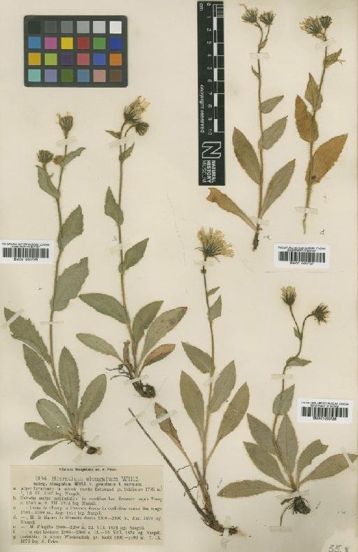 Hieracium valdepilosum subsp. willdenowianum Zahn - BM001050726