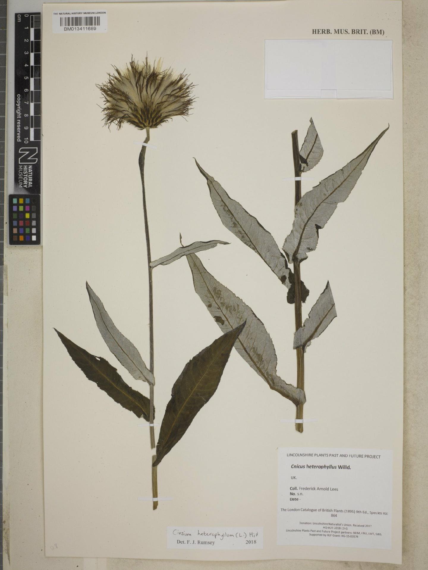 To NHMUK collection (Cirsium heterophyllum (L.) Hill; NHMUK:ecatalogue:8579459)