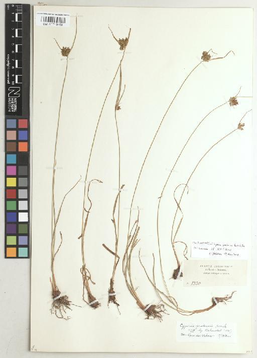 Cyperus pratensis Boeckeler - BM013718468