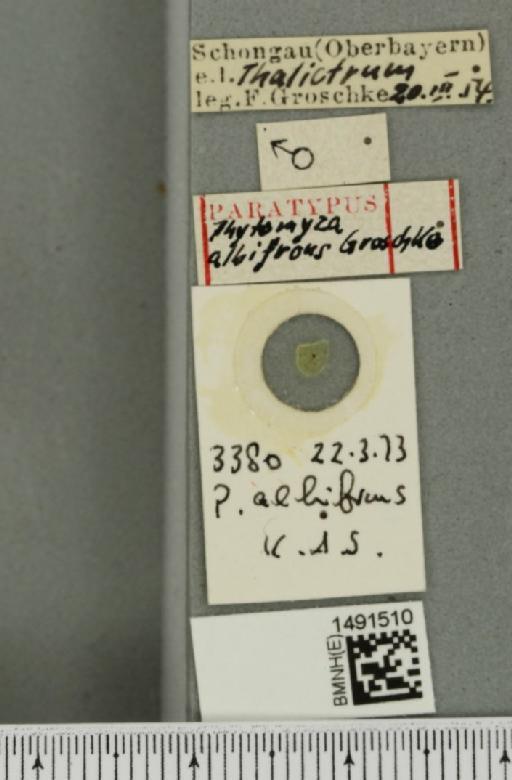 Phytomyza albifrons Groschke, 1957 - BMNHE_1491510_label_53148