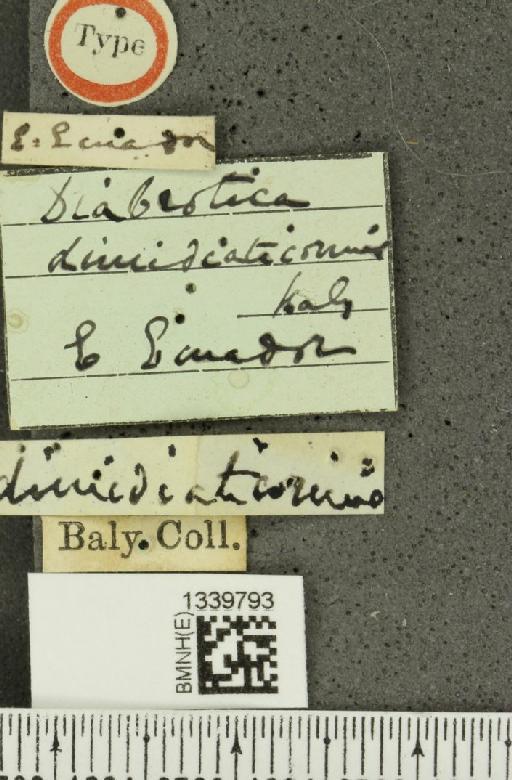 Isotes dimidiaticornis (Baly, 1886) - BMNHE_1339793_label_22703