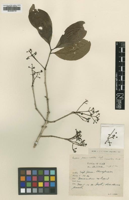 Eugenia pseudosubtilis King - BM000944100