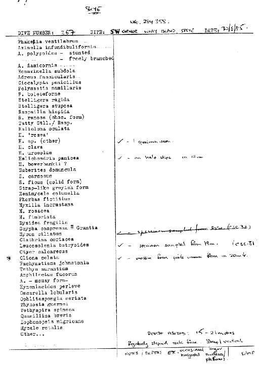 Leucosolenia botryoides (Ellis & Solander, 1786) - Spurrier Skye notes 2 (CSC 31 to 46).jpg