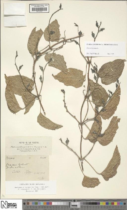 Dioscorea alata L. - BM001190626