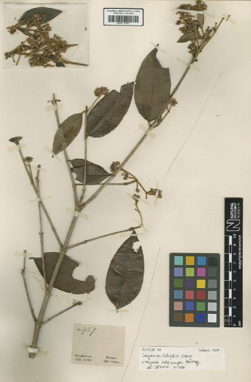 Myrcia calycampa Amshoff - BM001191684