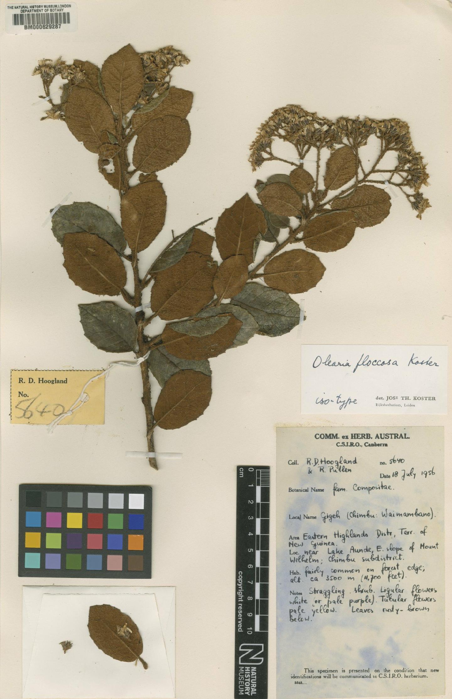 To NHMUK collection (Olearia floccosa Koster; Isotype; NHMUK:ecatalogue:4986167)