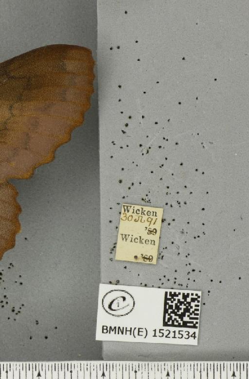 Gastropacha quercifolia (Linnaeus, 1758) - BMNHE_1521534_label_198406