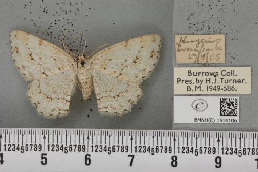 Ectropis crepuscularia ab. pallidaria Krulikowsky, 1909 - BMNHE_1914106_482023