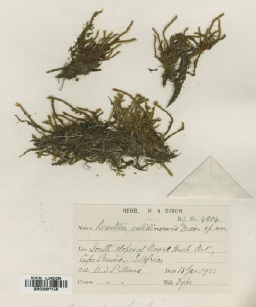 Bartramia capensis (R.Br.) Wijk & Margad. - BM000871148