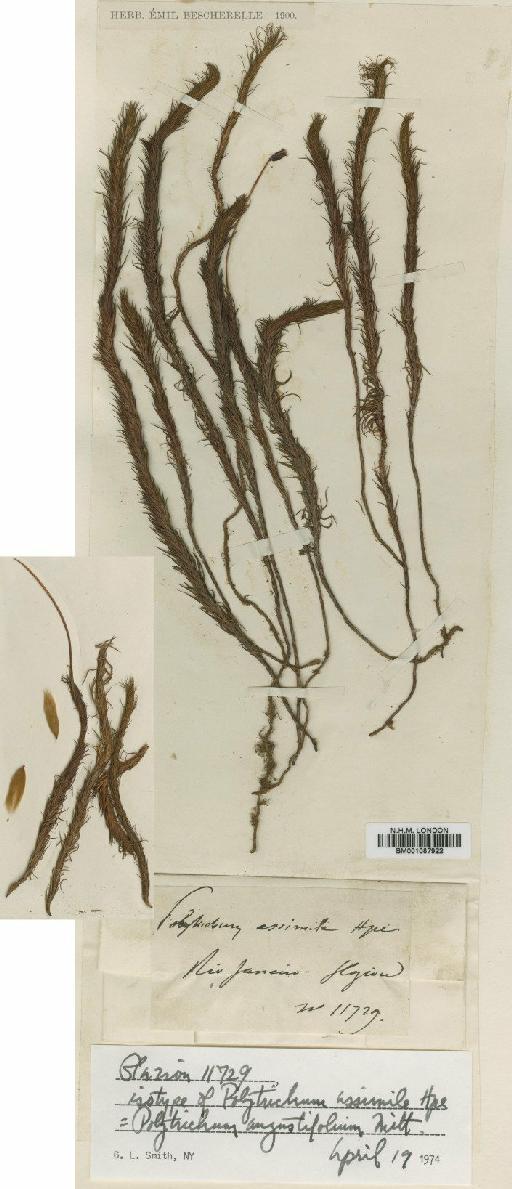 Polytrichum angustifolium Mitt. - BM001087922