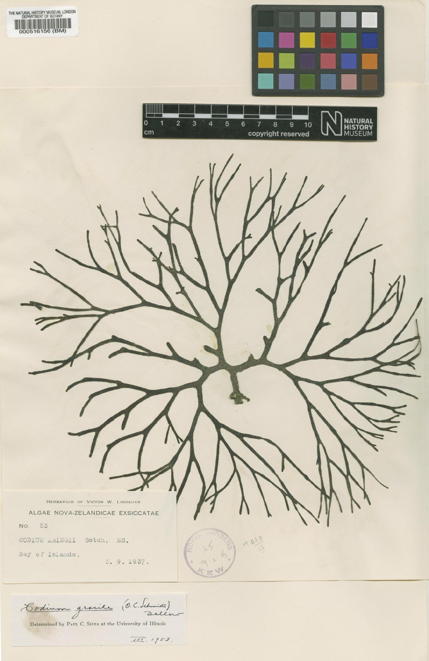 To NHMUK collection (Codium gracile (Schmidt) Dellow; Type; NHMUK:ecatalogue:4830738)