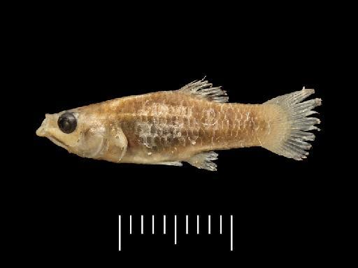 Poecilia arnoldi (Regan, 1913) - BMNH 1912.9.4.15-21, SYNTYPE, Poecilia arnoldi_i