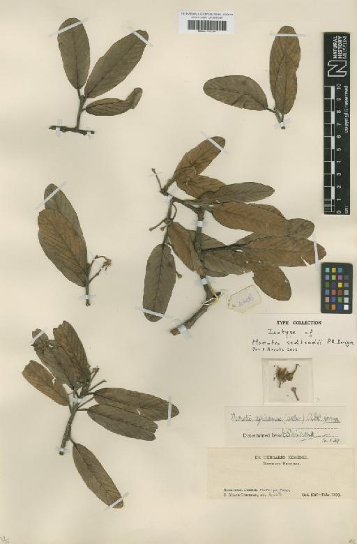 Monotes redheadii P.A.Duvign. - BM001209294