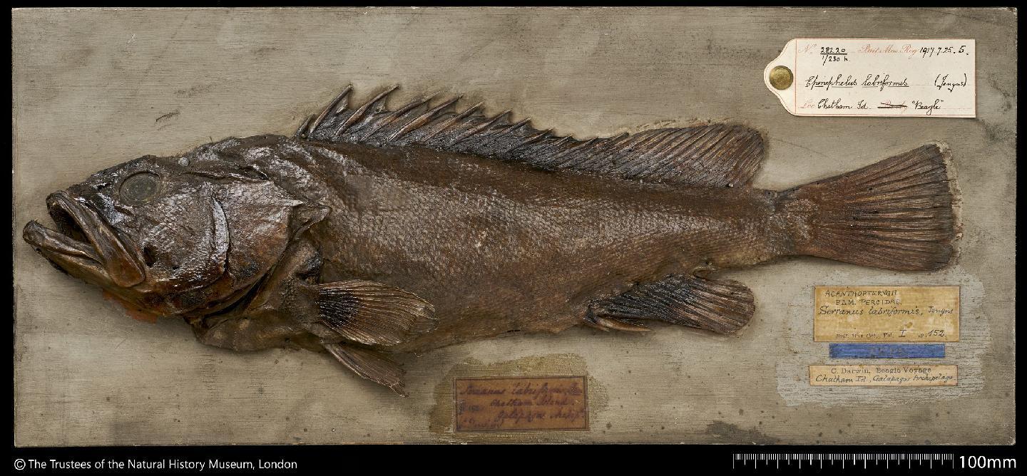 To NHMUK collection (Serranus labriformis Jenyns, 1840; HOLOTYPE; NHMUK:ecatalogue:2502710)