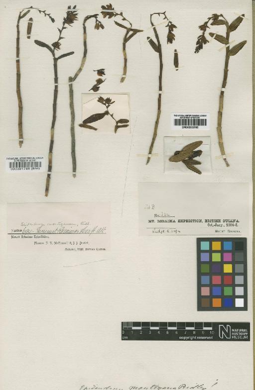 Epidendrum montigenum Ridl. ex Oliv. - BM000091765
