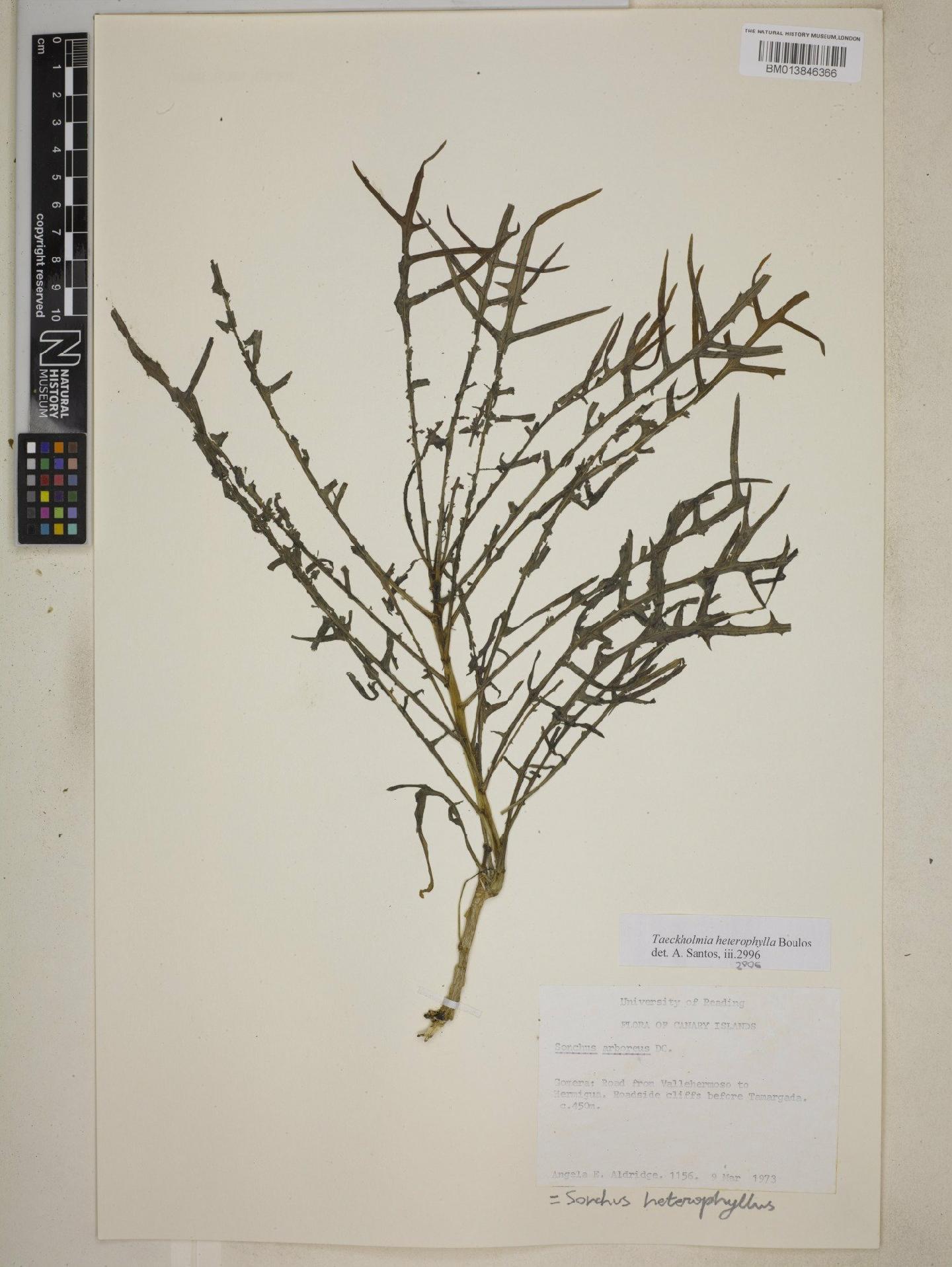 To NHMUK collection (Sonchus heterophyllus (Boulos) U.Reifenb. & A.Reifenb.; NHMUK:ecatalogue:9075690)