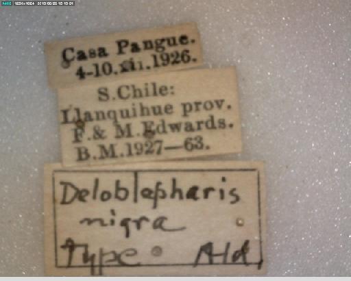 Deloblepharis nigra Aldrich, 1934 - Deloblepharis nigra HT labels 1