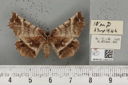 Selenia dentaria ab. extrema Smith, 1950 - BMNHE_1882104_a_447727