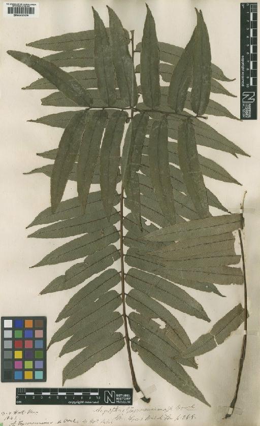 Angiopteris javanica C.Presl - BM000787078