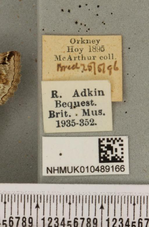 Abrostola tripartita (Hufnagel, 1766) - NHMUK_010489166_label_551835