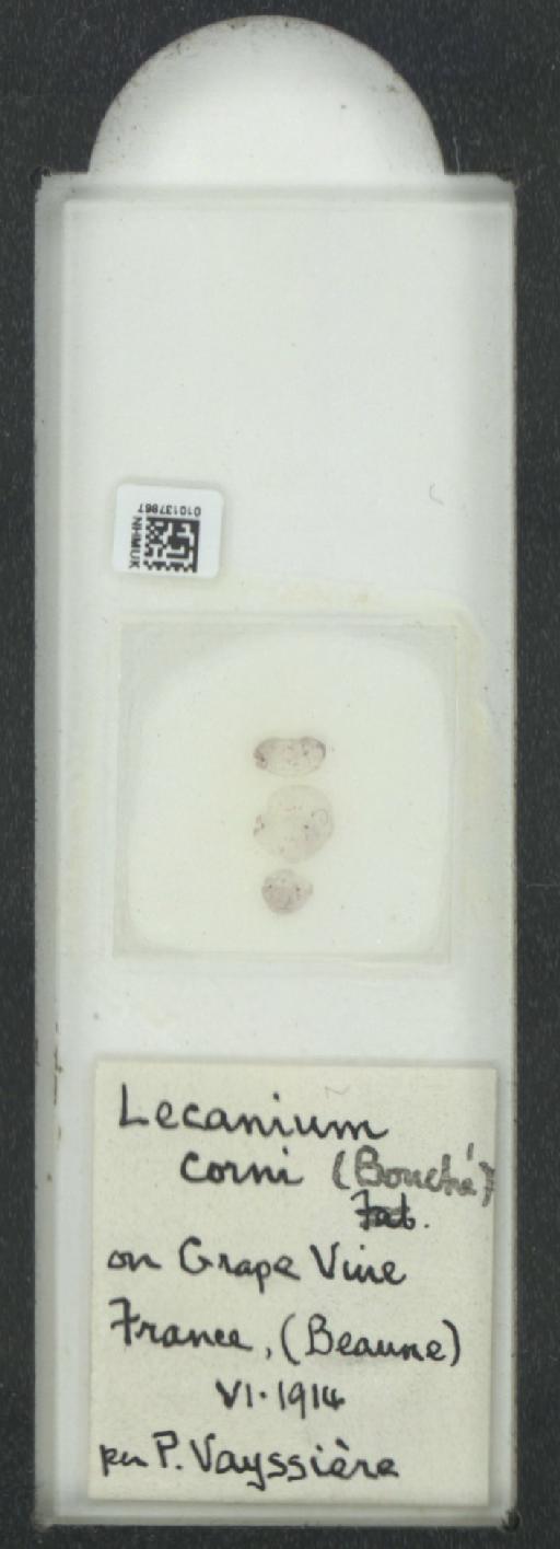 Parthenolecanium corni (Bouche, 1844) - 010137867_117397_1101018