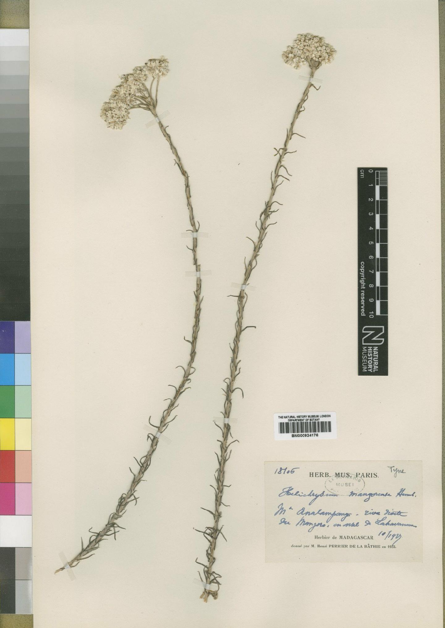 To NHMUK collection (Helichrysum mangorense Humbert; Type; NHMUK:ecatalogue:4529204)