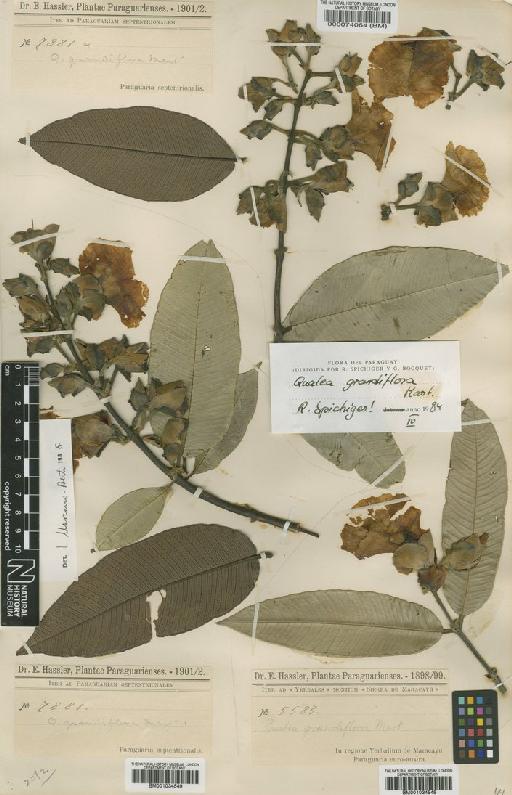 Qualea grandiflora Mart. - BM001034548