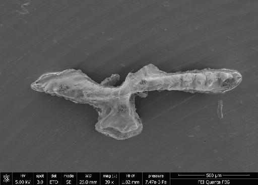Aldridgeognathus manniki Miller et al. 2017 - cgmq0255.tif