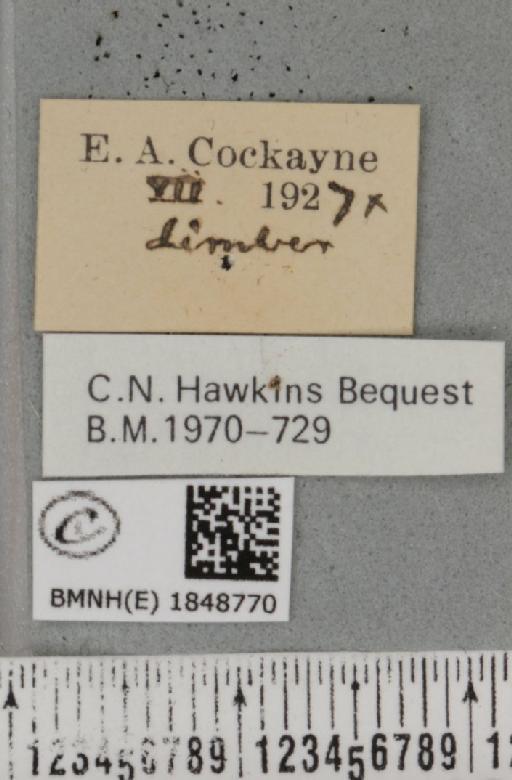 Macaria wauaria (Linnaeus, 1758) - BMNHE_1848770_label_422237