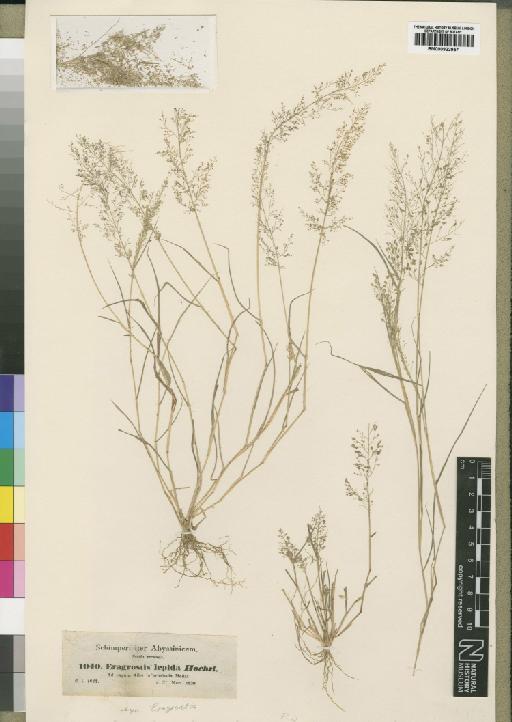 Eragrostis lepida (A.Rich.) Hochst. ex Steud. - BM000922957