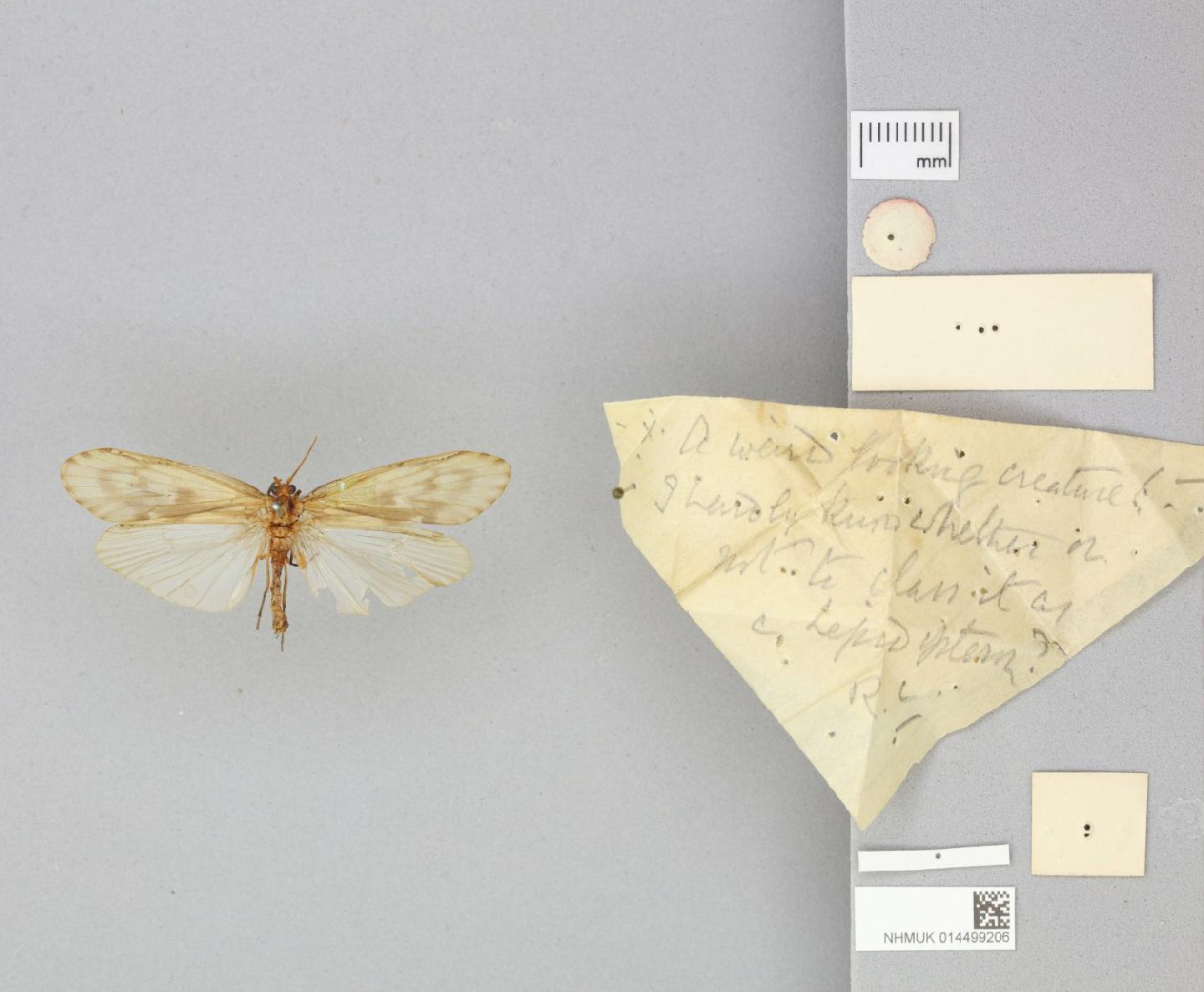 Monocosmoecus pulcher