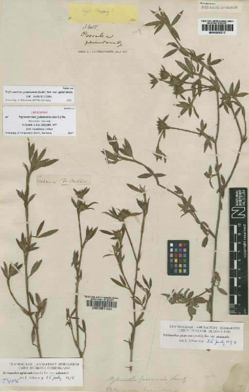 Stylosanthes guianensis (Aubl.) Sw. - BM000896215