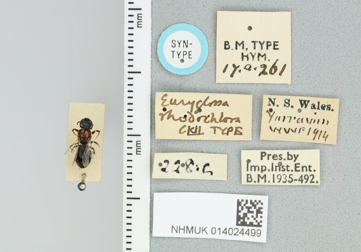 Euryglossa rhodochlora thumbnail