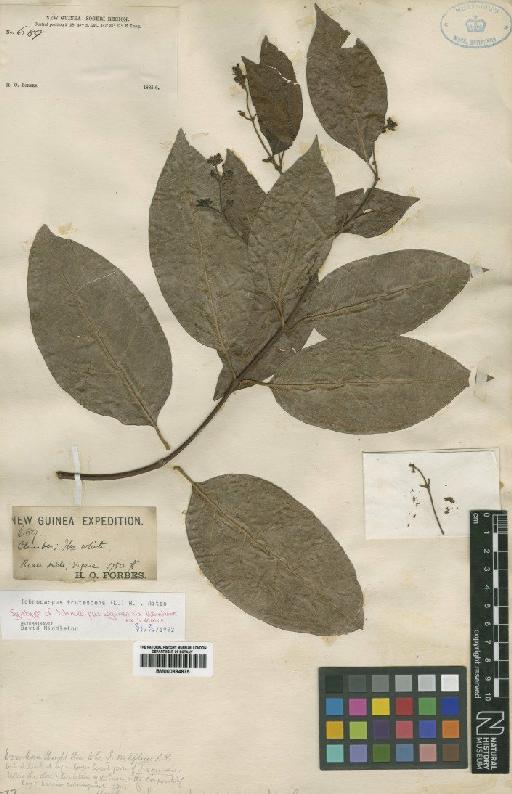 Ichnocarpus frutescens (L.) R.Br. - BM000884875