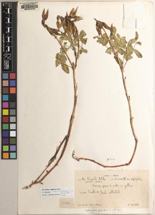 Astragalus L. - BM000600856