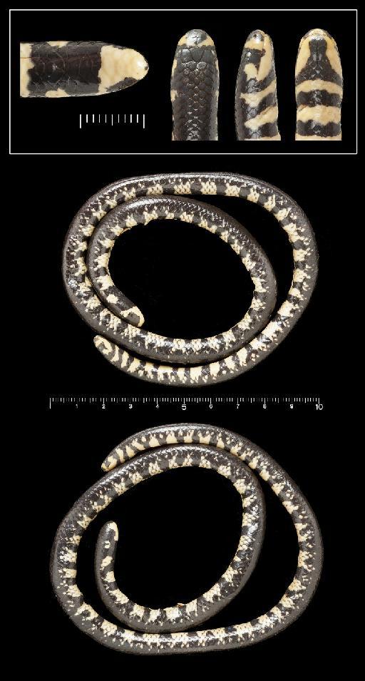 Cylindrophis celebensis - Cylindrophis celebensis 1946.1.16.52.tif