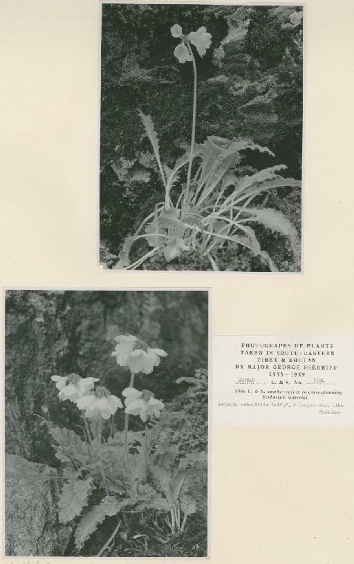 Primula umbratilis var. alba W.W.Sm. - BM000997021_a