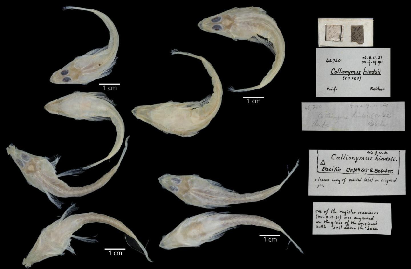 To NHMUK collection (Callionymus hindsii Richardson, 1844; SYNTYPE; NHMUK:ecatalogue:2577676)