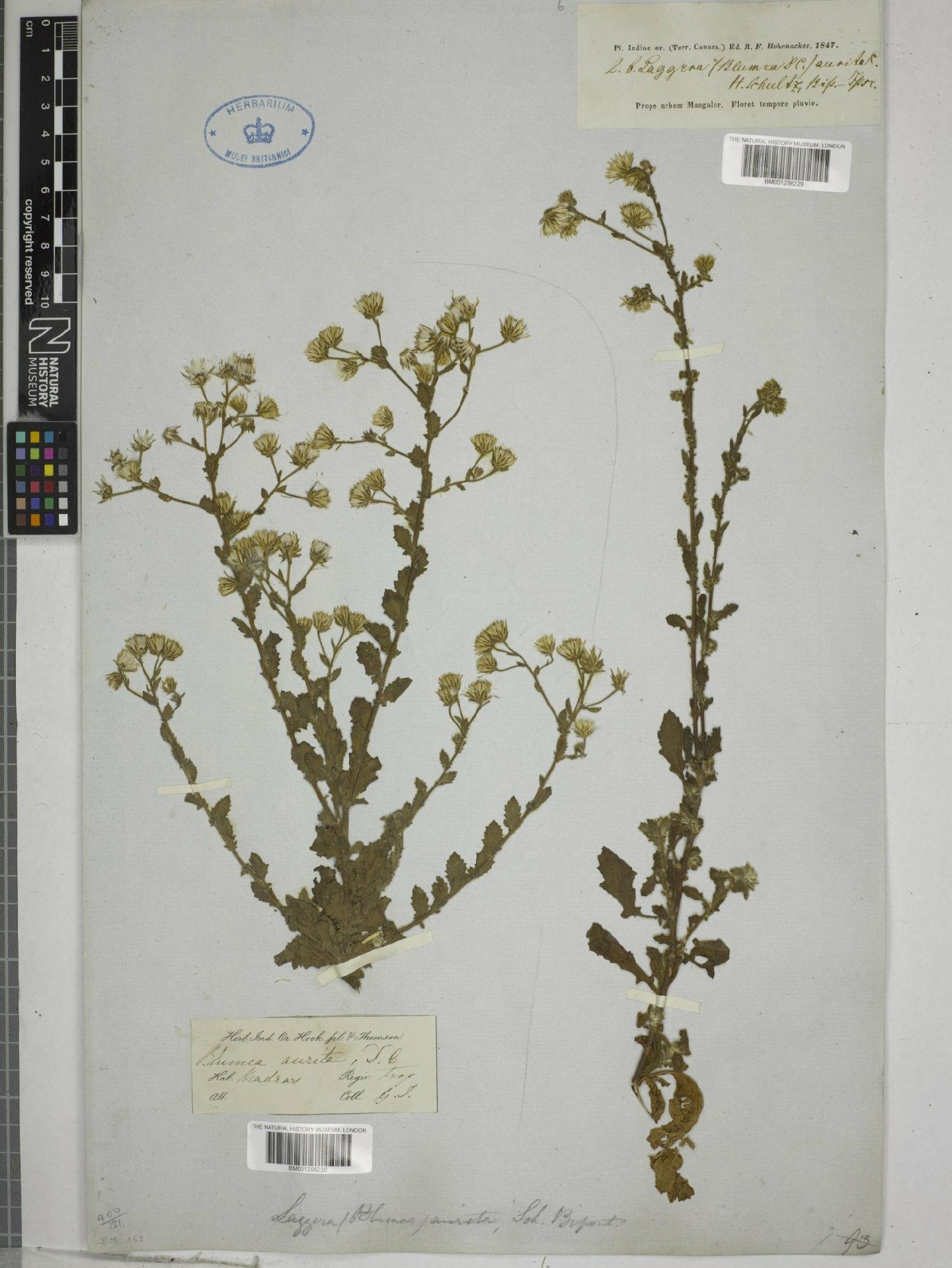To NHMUK collection (Blumea aurita L.; NHMUK:ecatalogue:9151270)