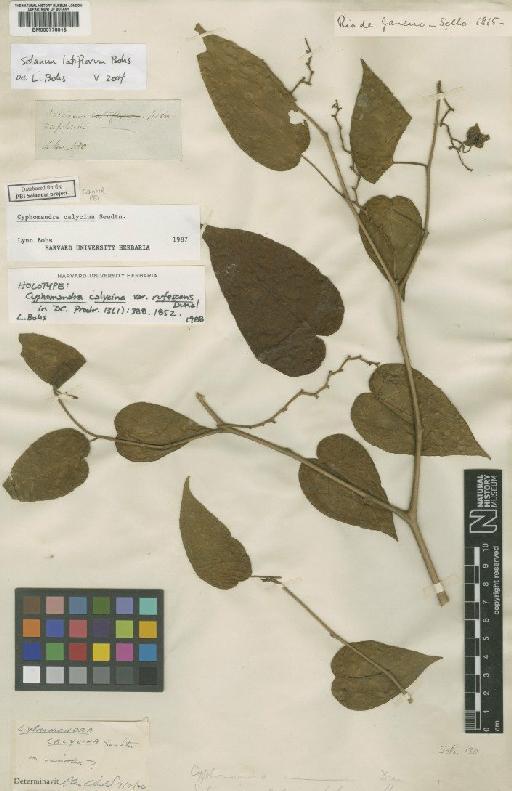 Cyphomnadra calycina var. rufescens Dunal - BM000778015