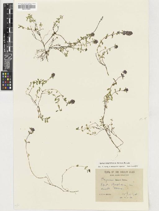 Thymus polytrichus subsp. britannicus (Ronniger) Kerguélen - BM001036991