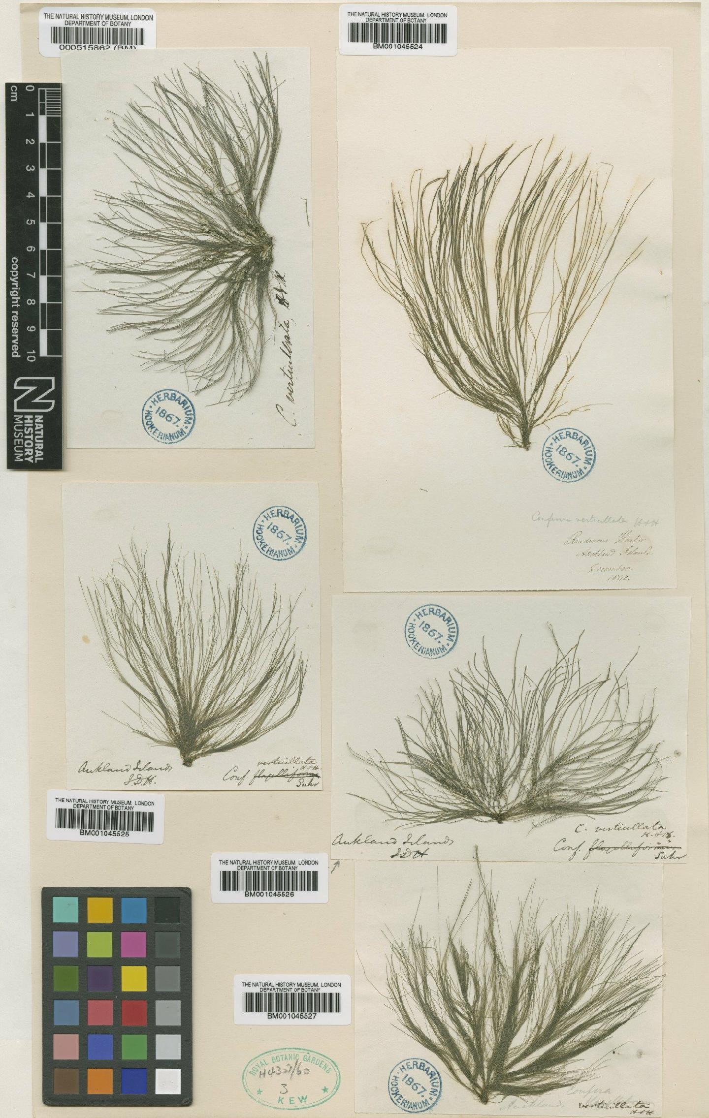 To NHMUK collection (Cladophora verticillata Hook.f. & Harv.; TYPE; NHMUK:ecatalogue:4830586)