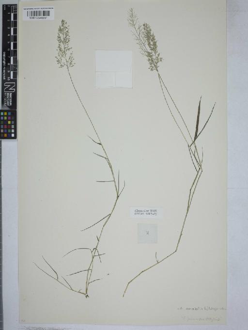 Eragrostis amabilis (L.) Wight & Arn. - 012546691